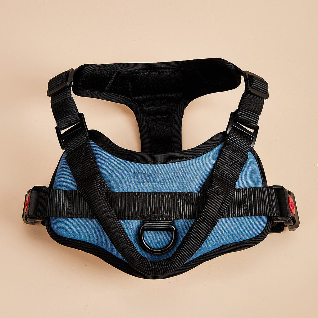 Dog wearing walk kit harness