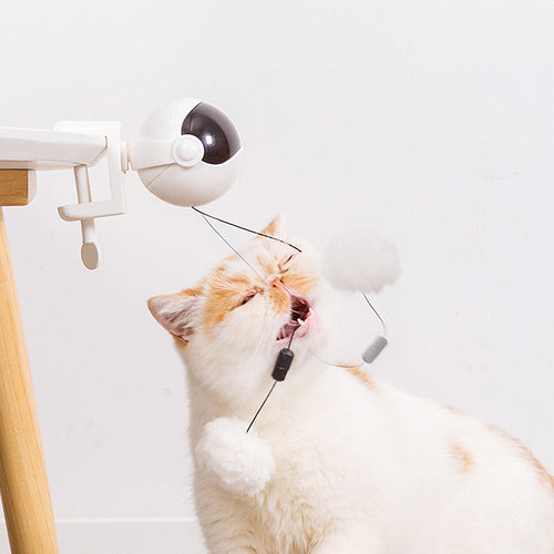 Cat playing with lifting ball toy